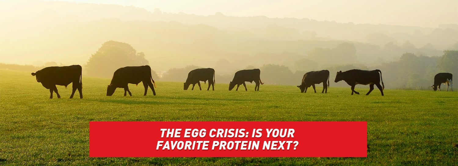 Cow silhouettes lined up against a hay field.