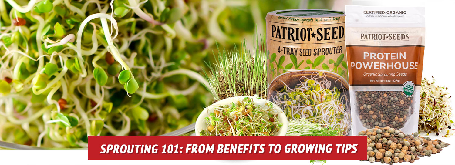 Sprouting 101: From Benefits to Growing Tips - My Patriot Supply