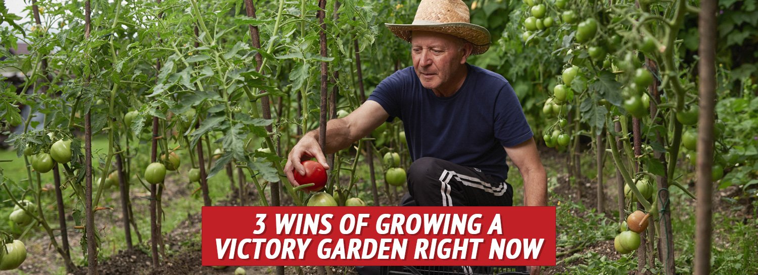 Tomatoes - Victory Garden Supply