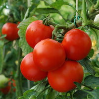 Thumbnail for Heirloom Marglobe Tomato Seeds (.5g) by Patriot Seeds