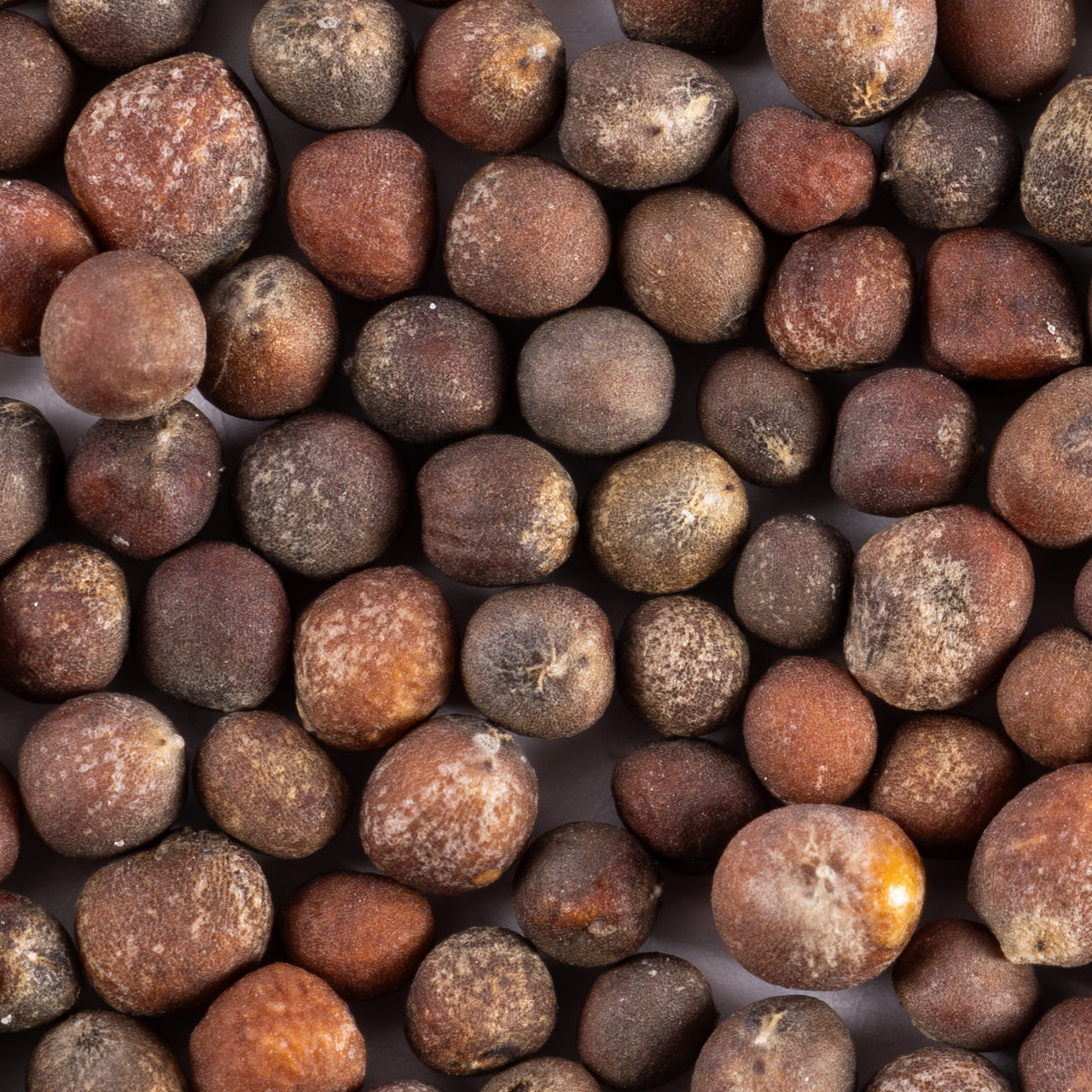 waltham broccoli seeds closeup