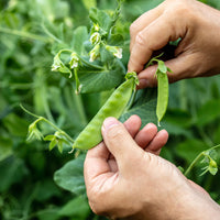 Thumbnail for Heirloom Sugar Snap Pea Seeds (24g) by Patriot Seeds