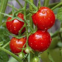 Thumbnail for Large Red Cherry Tomato Seeds (250mg) - My Patriot Supply