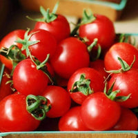 Thumbnail for Large Red Cherry Tomato Seeds (250mg) - My Patriot Supply