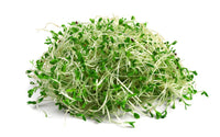 Thumbnail for Organic Alfalfa Sprouting Seeds by Patriot Seeds (4 ounces)