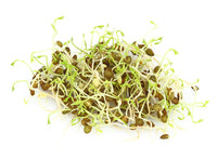 Thumbnail for Organic Green Lentil Sprouting Seeds by Patriot Seeds (4 ounces)