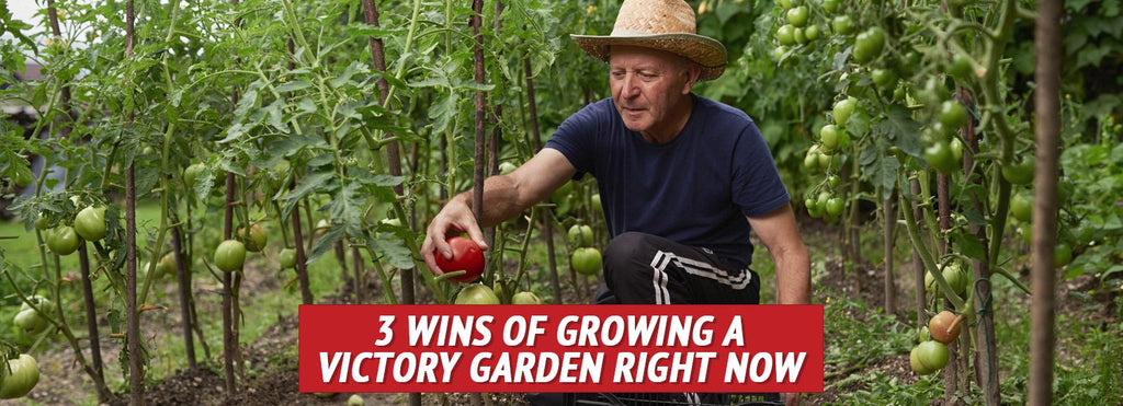 3 Wins of Growing a Victory Garden Right Now