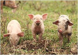 The Three Little Pigs & Preparedness