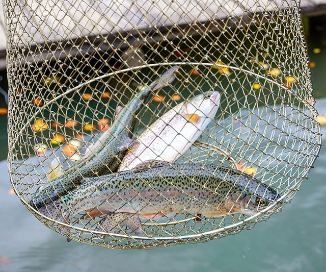 Netting