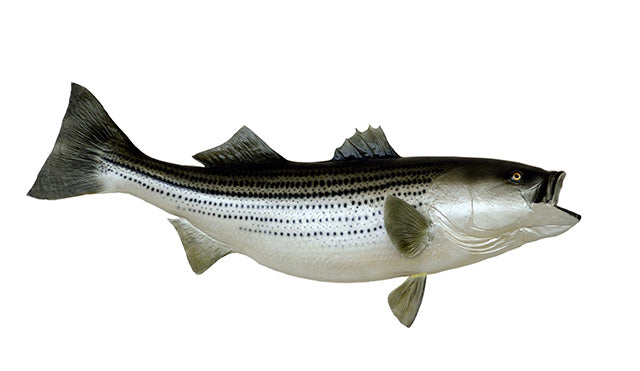 Striped Bass, White Bass and Hybrids
