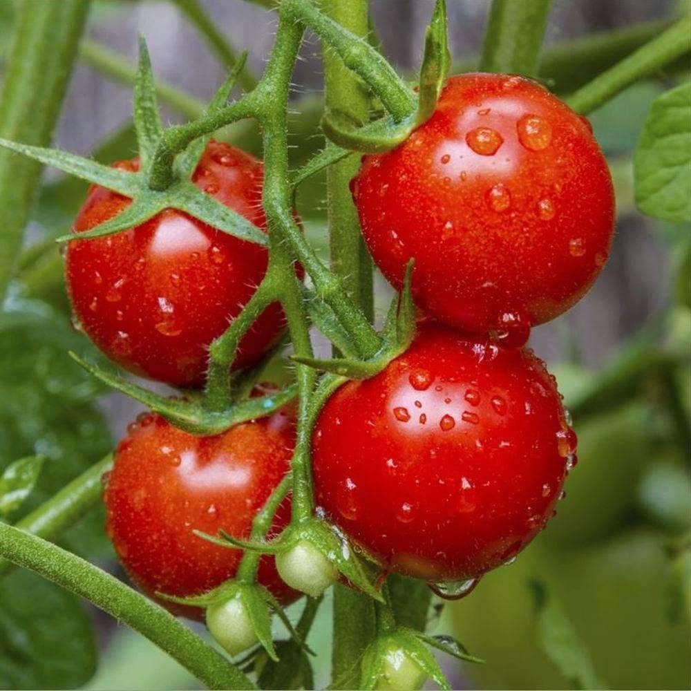 Organic Large Red Cherry Tomato Seeds (250mg) - My Patriot Supply