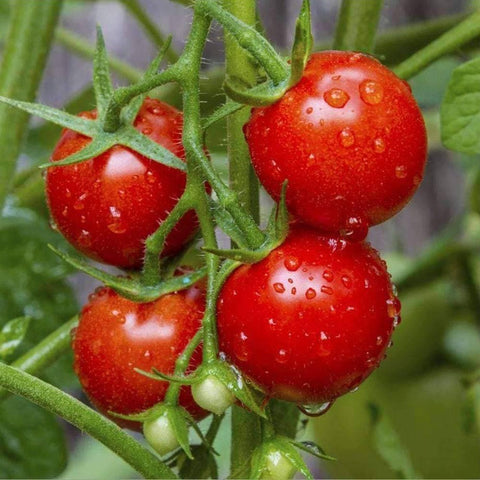 Image of Organic Large Red Cherry Tomato Seeds (250mg) - My Patriot Supply