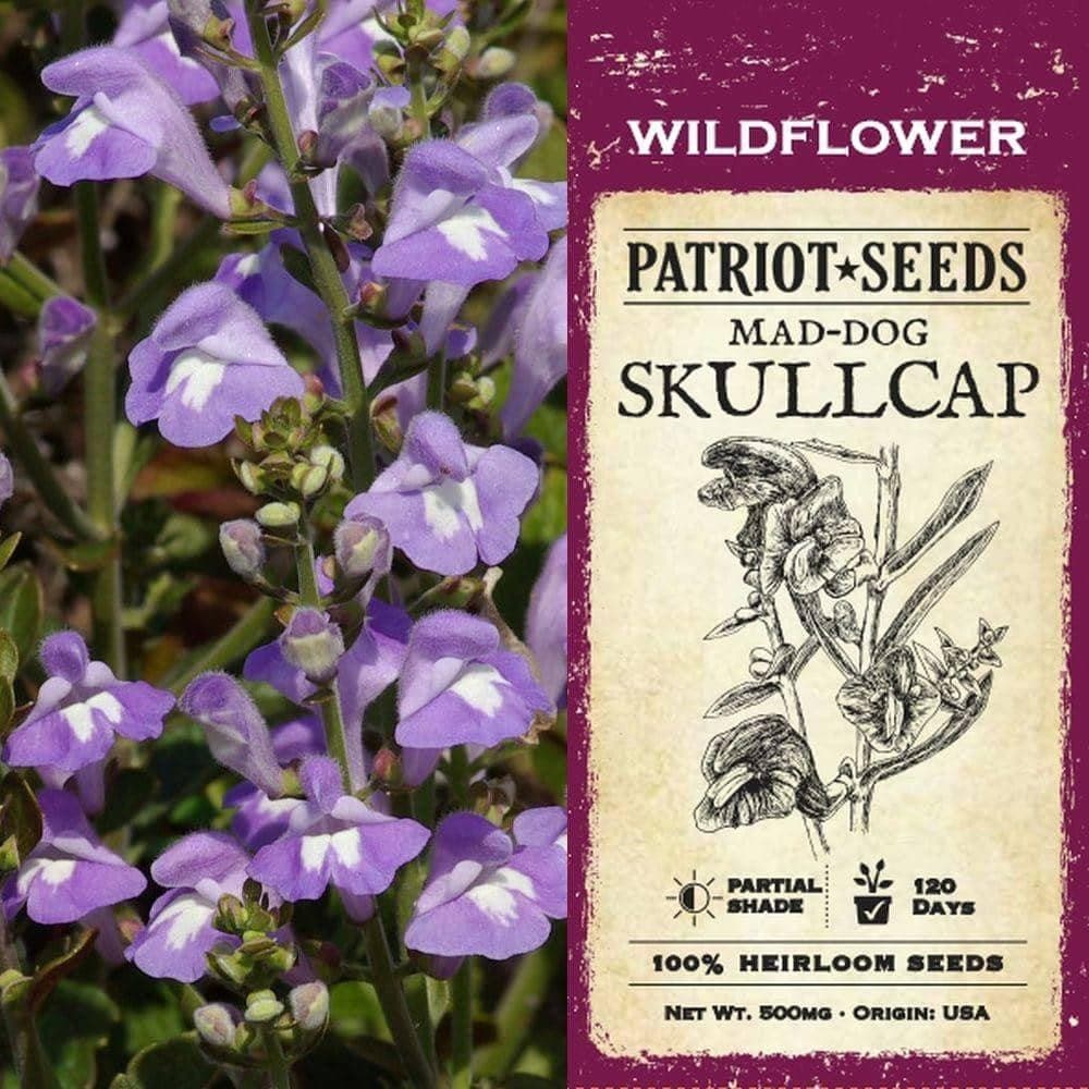 Mad-dog Skullcap Herb Seeds (500mg) - My Patriot Supply