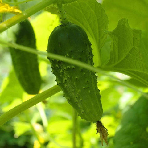 Image of Organic SMR 58 Cucumber Seeds (2g) - My Patriot Supply