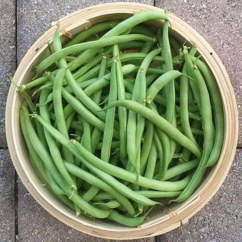 Image of Organic Contender Bush Beans (20g) - My Patriot Supply