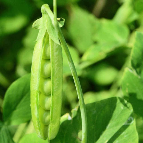 Image of Organic Cascadia Pea Seeds (14g) - My Patriot Supply