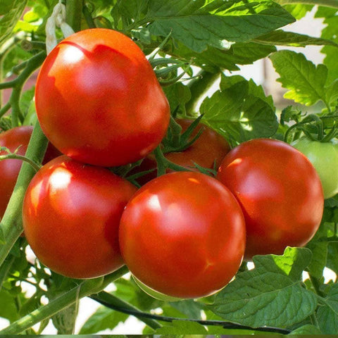 Image of Organic Marion Tomato Seeds (250mg) - My Patriot Supply