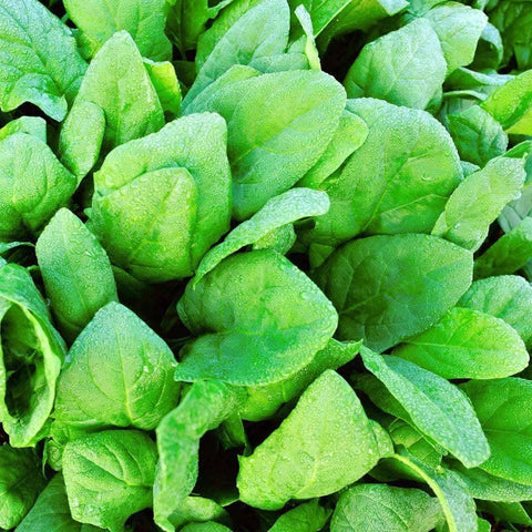 Image of Organic Deer Tongue Amish - Leaf Lettuce Seeds (500mg) - My Patriot Supply