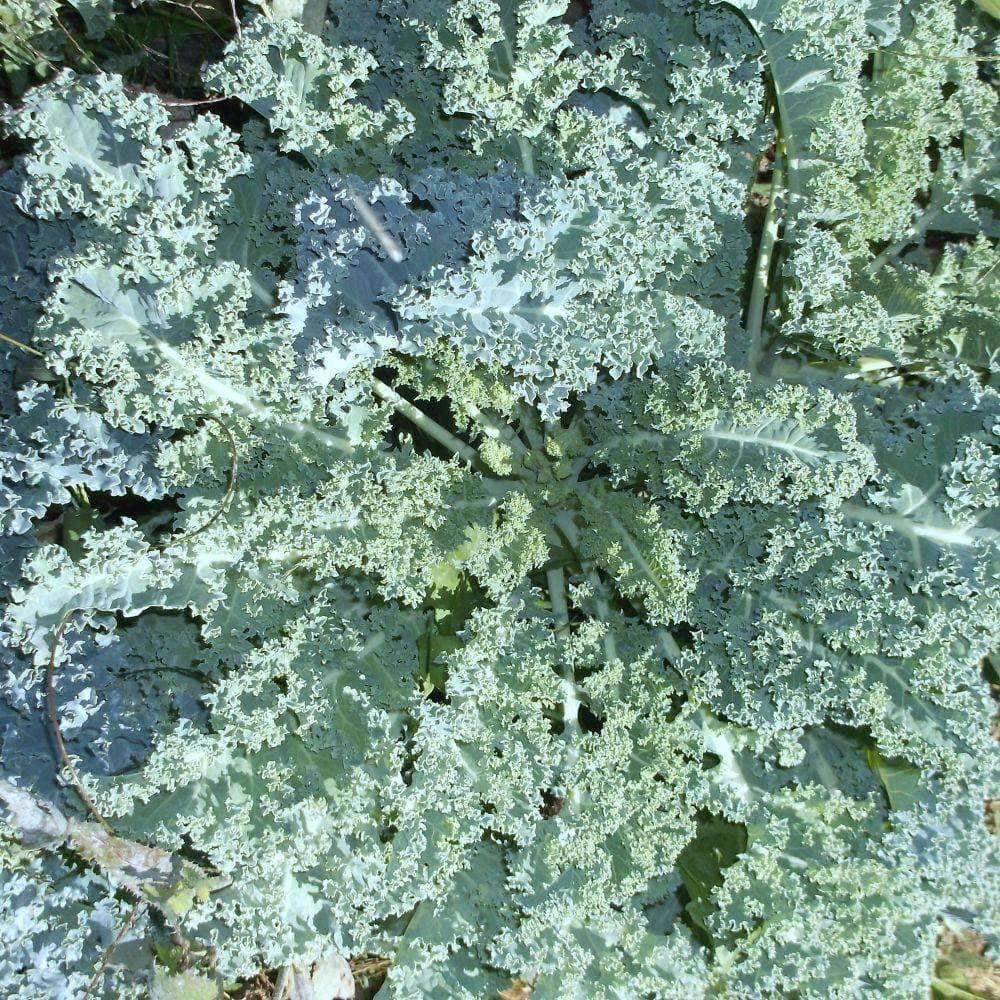 Organic Blue Curled Scotch Kale Seeds (500mg) - My Patriot Supply