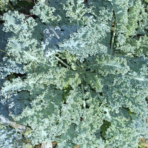 Image of Organic Blue Curled Scotch Kale Seeds (500mg) - My Patriot Supply