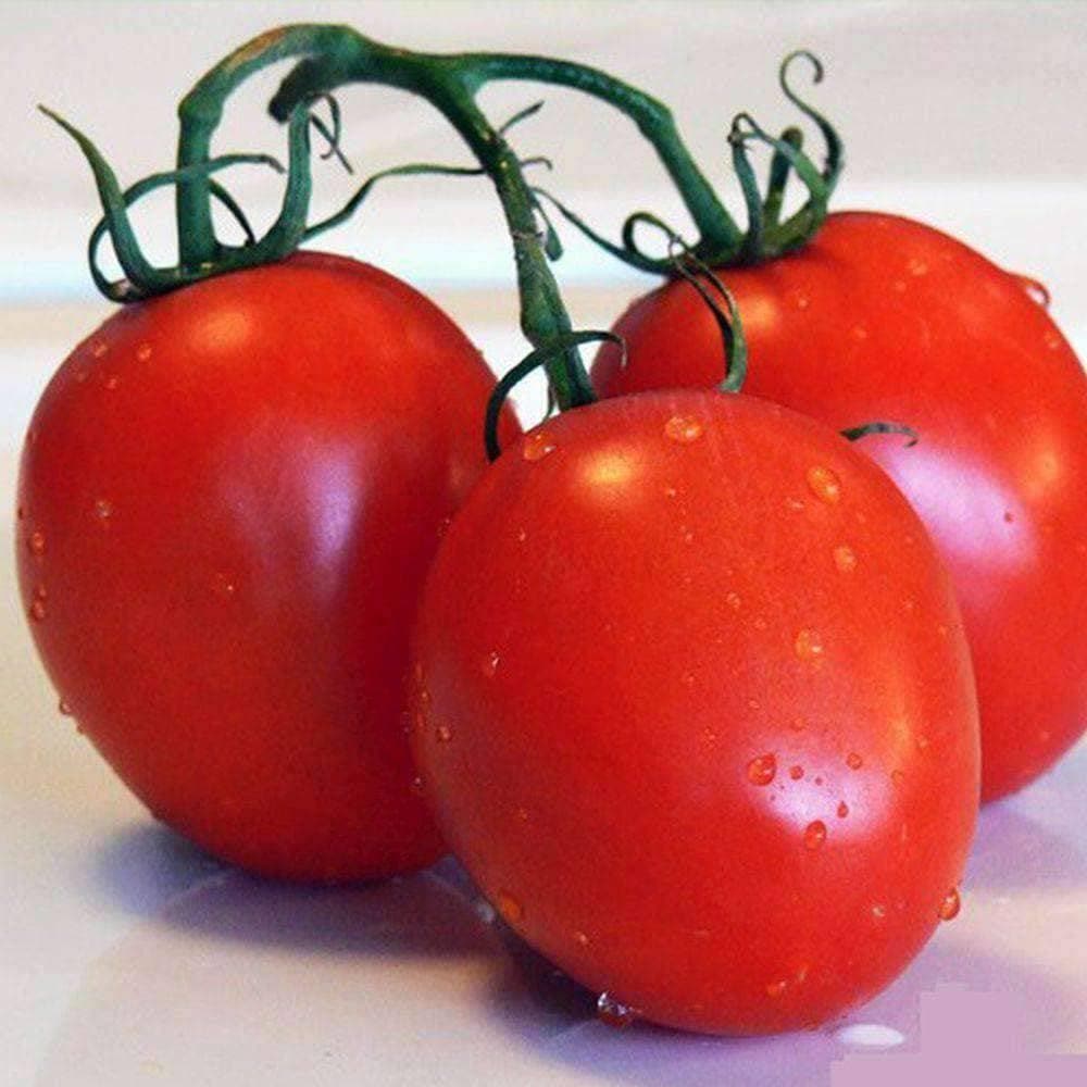 Organic Roma Tomato Seeds (250mg) - My Patriot Supply