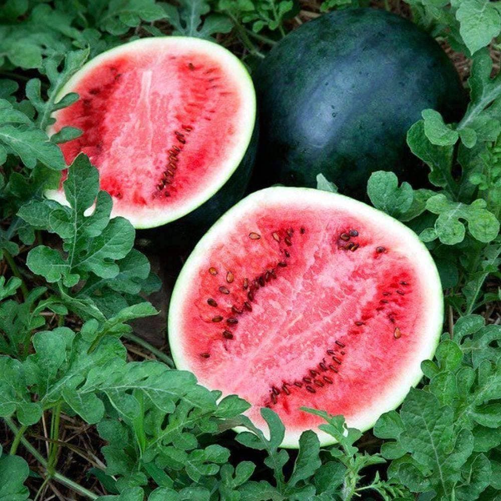 Organic Sugar Baby Watermelon Seeds (2g) - My Patriot Supply