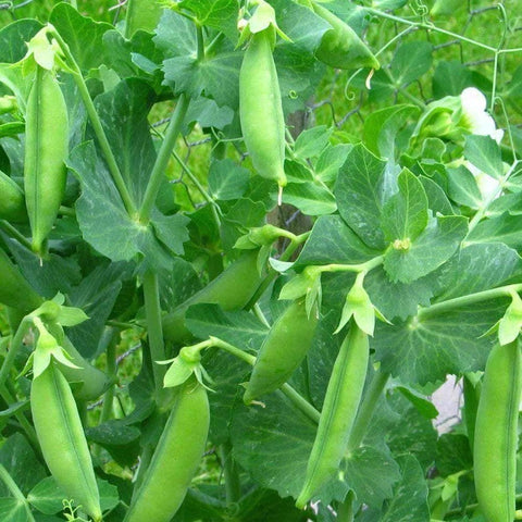 Image of Organic Progress No. 9  Pea Seeds (12g) - My Patriot Supply
