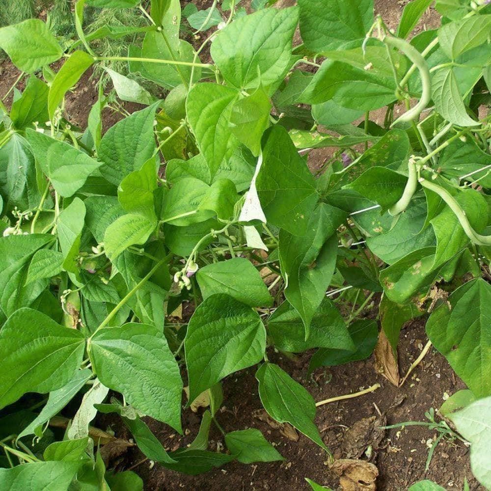 Organic Contender Bush Beans (20g) - My Patriot Supply