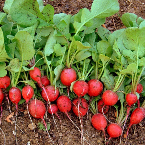 Image of Organic Cherry Belle Radish Seeds (4g) - My Patriot Supply