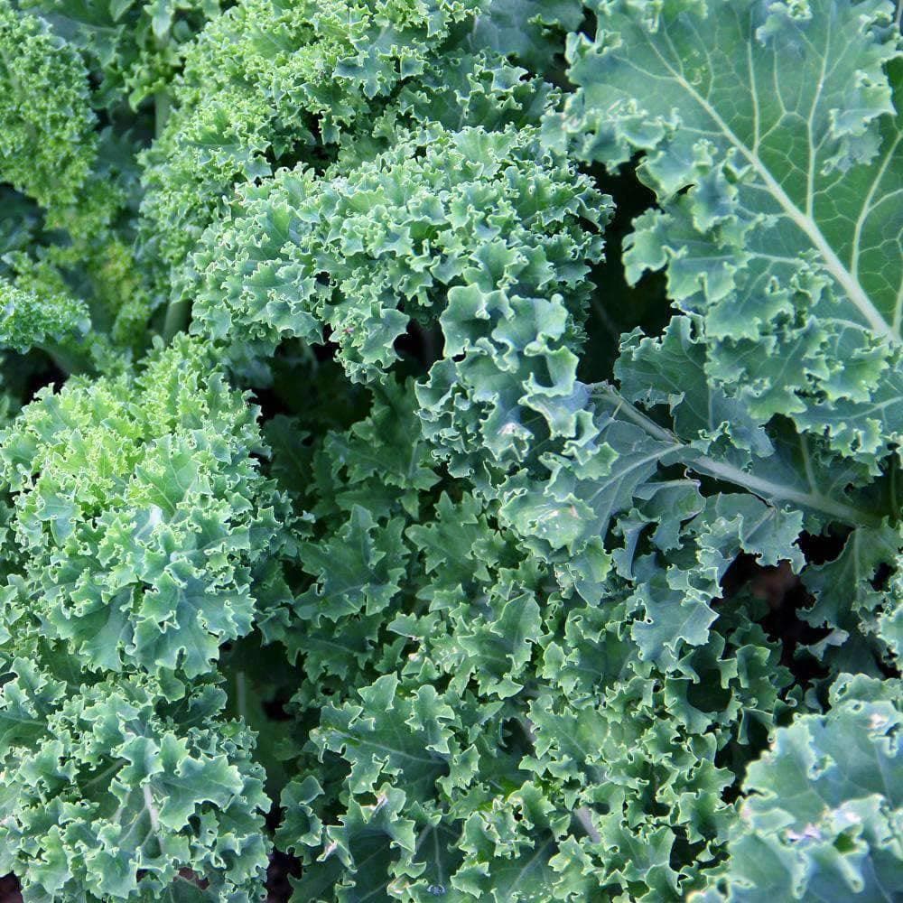 Organic Blue Curled Scotch Kale Seeds (500mg) - My Patriot Supply