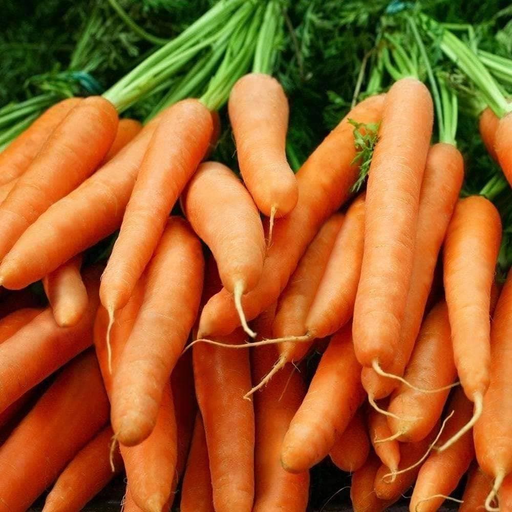 Organic Little Finger Carrot Seeds (500mg) - My Patriot Supply