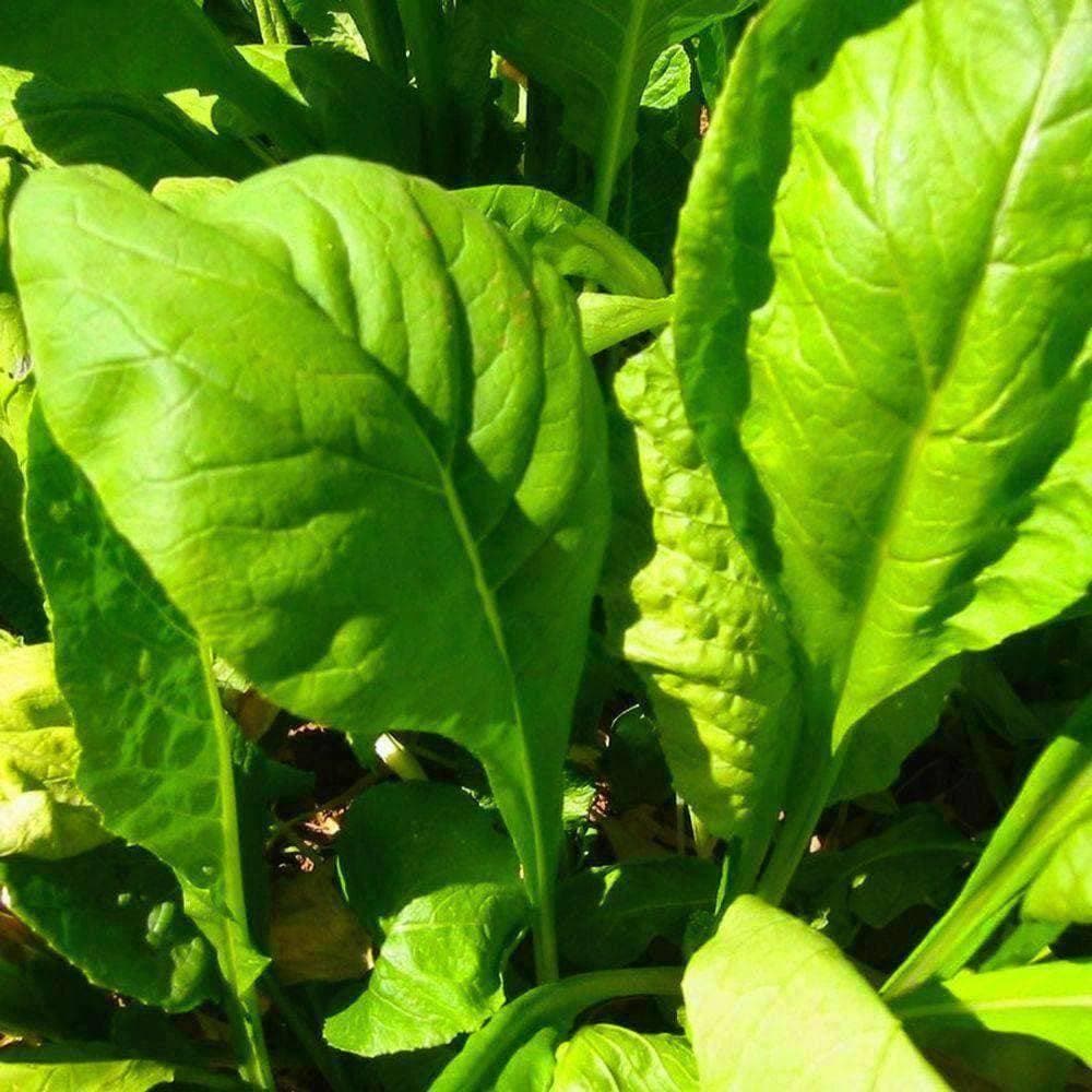 Organic Tendergreen Mustard Seeds (500mg) - My Patriot Supply