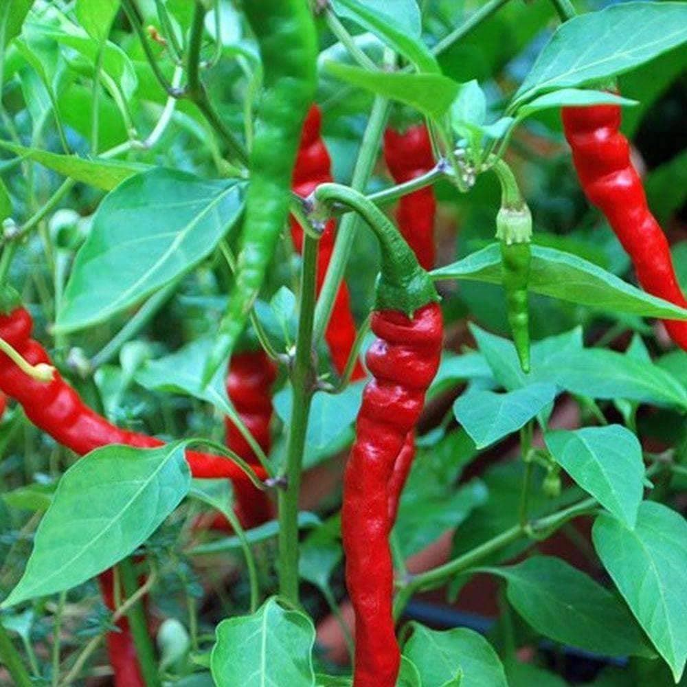 Organic Hot Cayenne Long Red Thin Pepper Seeds (250mg) - My Patriot Supply