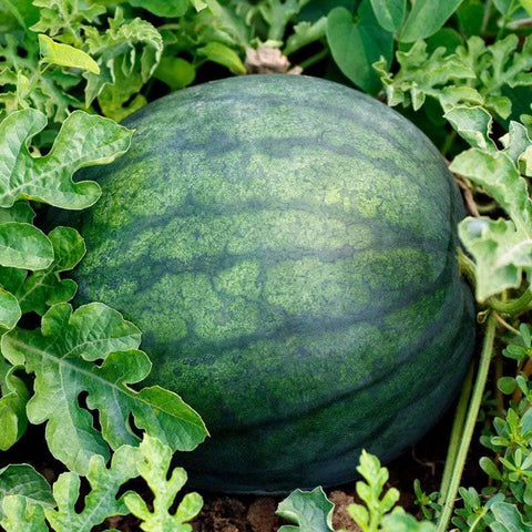 Image of Organic Sugar Baby Watermelon Seeds (2g) - My Patriot Supply