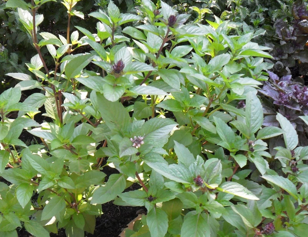 Organic Cinnamon Basil Herb Seeds (250mg) - My Patriot Supply