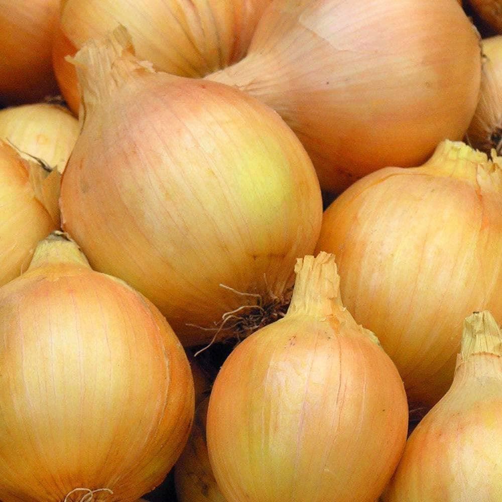 Organic Yellow Sweet Spanish Onion Seeds (500mg) - My Patriot Supply