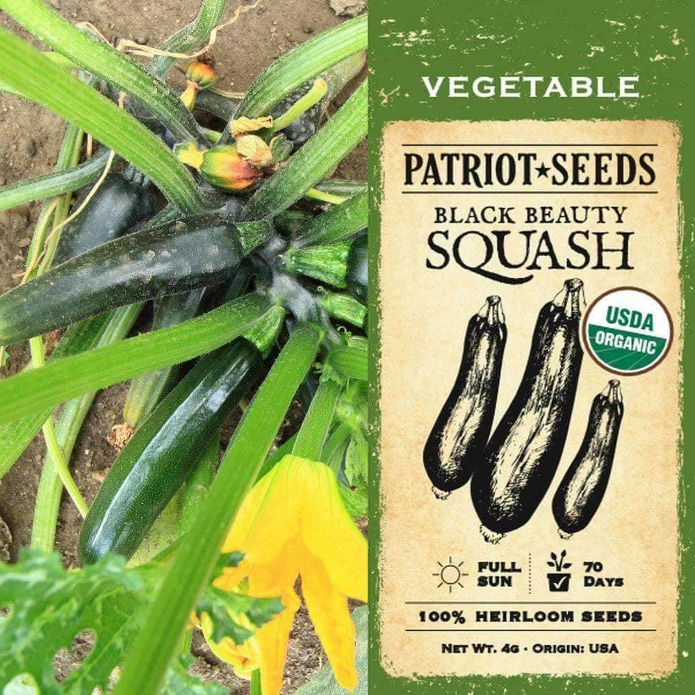 Organic Black Beauty Summer Squash Seeds (4g) - My Patriot Supply