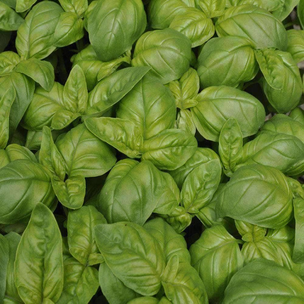 Organic Genovese Basil Herb Seeds (500mg) - My Patriot Supply