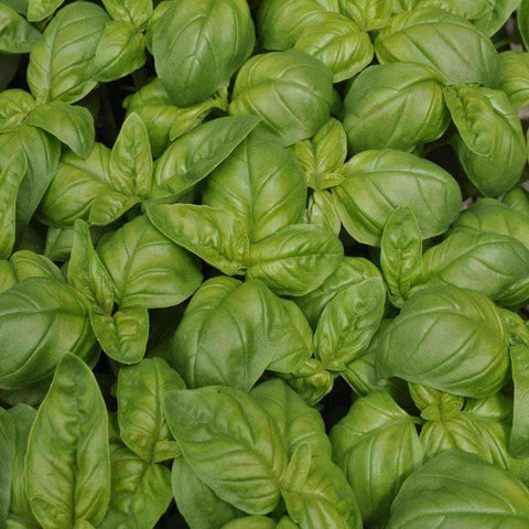 Image of Organic Genovese Basil Herb Seeds (500mg) - My Patriot Supply