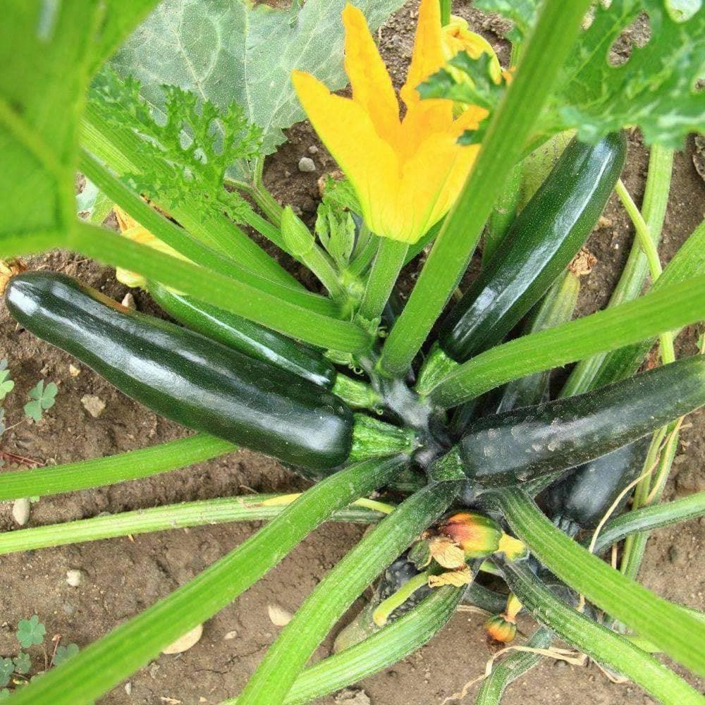 Organic Black Beauty Summer Squash Seeds (4g) - My Patriot Supply