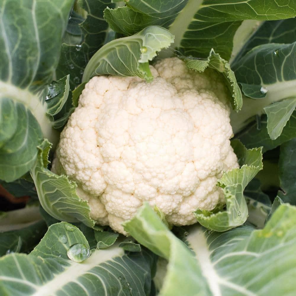 Organic Snowball Self-Blanching Cauliflower Seeds (1g) - My Patriot Supply
