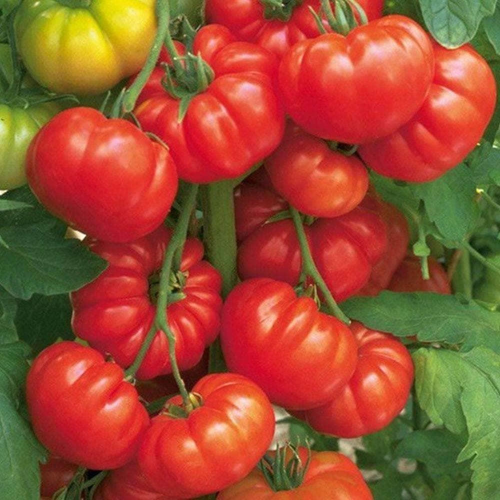 Organic Beefsteak Tomato Seeds (250mg) - My Patriot Supply