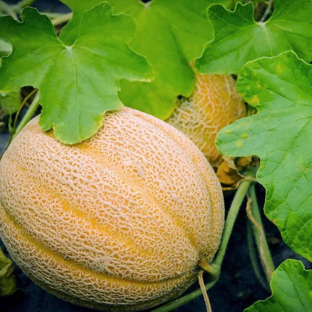 Organic Hales Best Jumbo Melon Seeds (1g) - My Patriot Supply