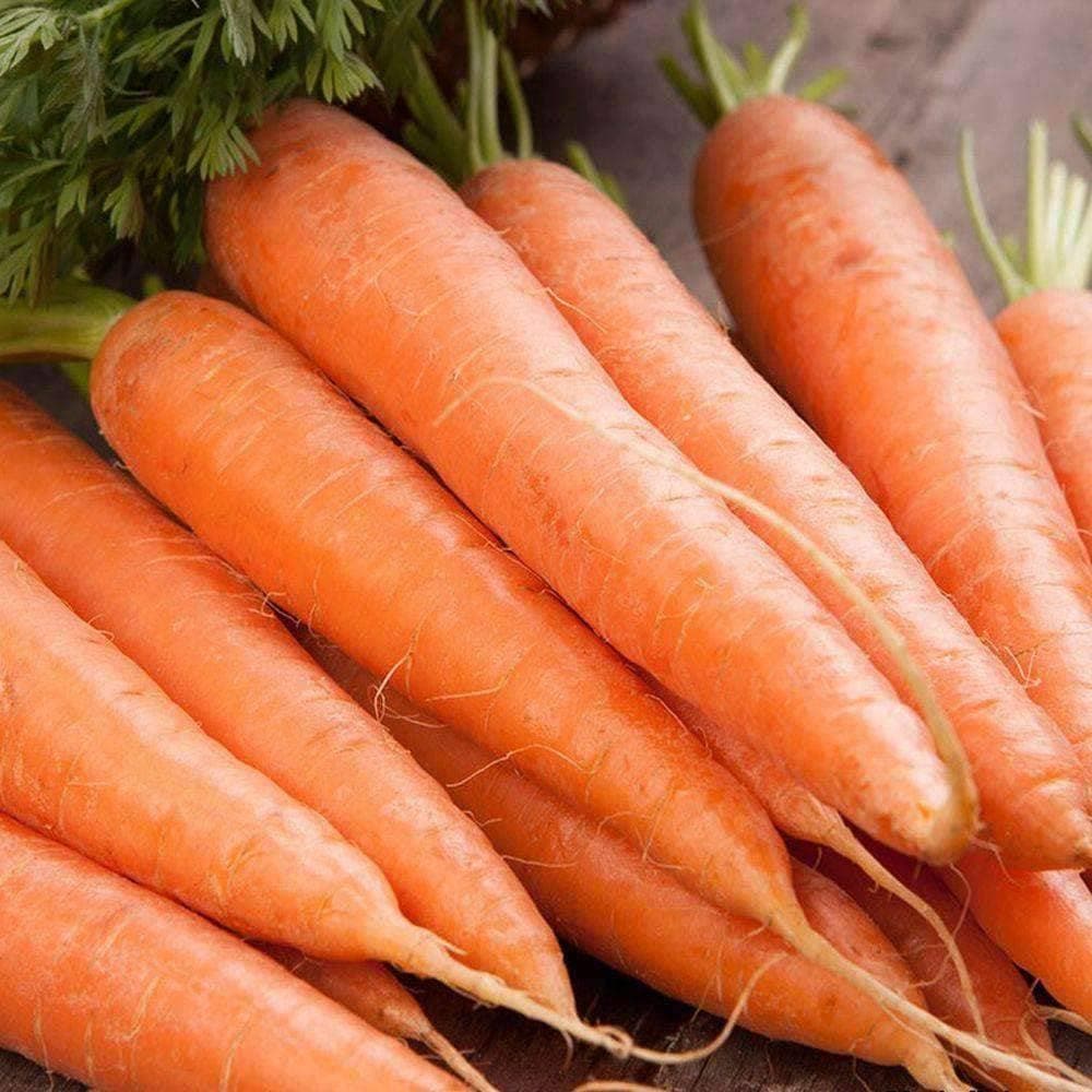 Organic Scarlet Nantes Carrot Seeds (250mg) - My Patriot Supply